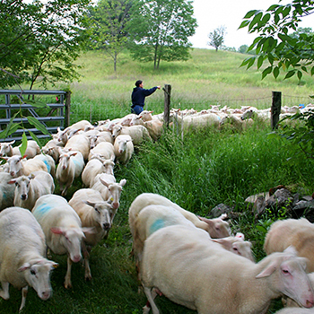 Sheep-Herding